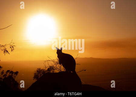 Silhouette d'un Kangourou sur un rocher avec un beau coucher de soleil en arrière-plan. L'animal est à la recherche vers la caméra. Cette photo a été tirer sur une colline. Banque D'Images