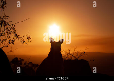 Silhouette d'un Kangourou sur un rocher avec un beau coucher de soleil en arrière-plan. L'animal est à la recherche vers la caméra. Cette photo a été tirer sur une colline. Banque D'Images