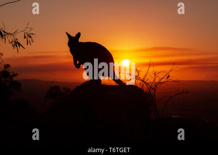 Silhouette d'un Kangourou sur un rocher avec un beau coucher de soleil en arrière-plan. L'animal est à la recherche vers la caméra. Cette photo a été tirer sur une colline. Banque D'Images