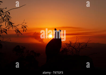 Silhouette d'un Kangourou sur un rocher avec un beau coucher de soleil en arrière-plan. L'animal est à la recherche vers la caméra. Cette photo a été tirer sur une colline. Banque D'Images