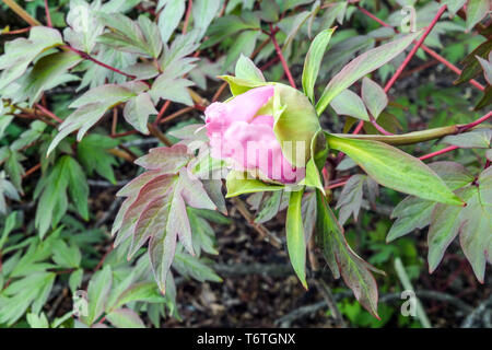 Arbre japonais, pivoine Paeonia x suffruticosa pivoine, Shilanten bud, jardin Banque D'Images