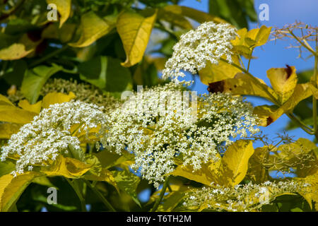 Arbuste à fleurs sur fond bleu ciel. Banque D'Images