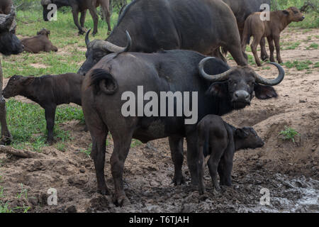 Buffle d'Afrique (Syncerus caffer) mère et son petit à petit waterhole, Kambaku River Sands, Timbavati Game Reserve, Afrique du Sud. Banque D'Images
