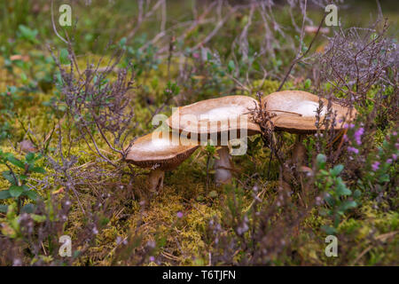 De plus en plus de champignons en forêt d'automne. Banque D'Images