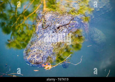 Un grand Alligator à Orlando, Floride Banque D'Images