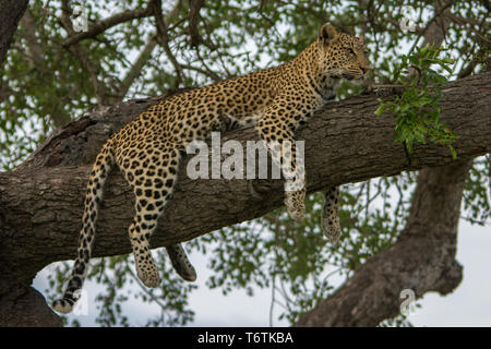 Leopard (Panthera pardus) détente dans un arbre, Kambaku River Sands, Timbavati Game Reserve, Afrique du Sud. Banque D'Images