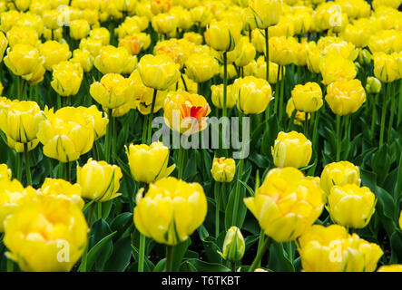 Un grand champ de tulipes jaune vif avec des tiges vertes sous le ciel ouvert Banque D'Images