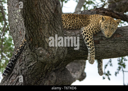 Femme Léopard (Panthera pardus) détente dans un arbre, Kambaku River Sands, Timbavati Game Reserve, Afrique du Sud. Banque D'Images