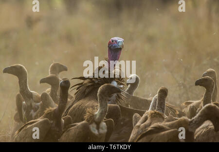 Les vautours se nourrissent de 501 dans le Parc National Kruger Banque D'Images