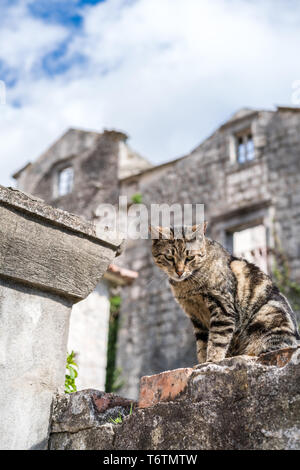 Chat mignon assis sur le mur Banque D'Images