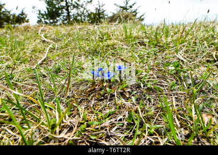 Printemps gentianes bleues dans l'herbe verte. Banque D'Images