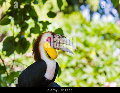 Oiseau Calao nimbés dans l'île de Bali en Indonésie Banque D'Images