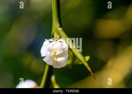 Une fleur d'un japonais de l'orange amère (Citrus trifoliata) Banque D'Images