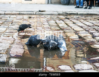 Troupeau de pigeons lave-in puddle sur chaussée à city street Banque D'Images