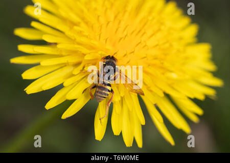 Une guêpe collection pollen sur une fleur de pissenlit jaune Banque D'Images