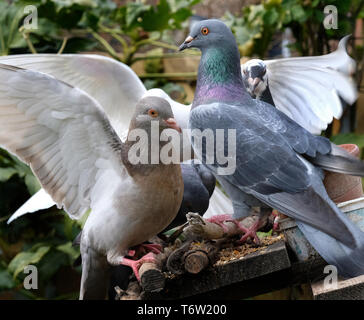 L'alimentation en milieu urbain pigeons sauvages jardin de la maison. Banque D'Images