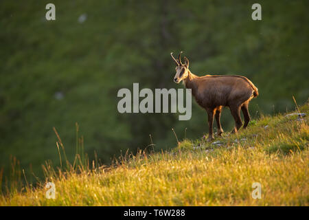 Chamois des Alpes, Rupicapra rupicapra, dans la montagne au coucher du soleil. Banque D'Images