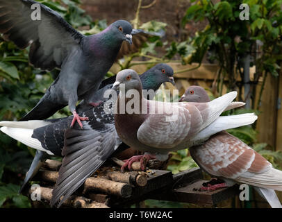 L'alimentation en milieu urbain pigeons sauvages jardin de la maison. Banque D'Images