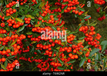 Multi ou pyracantha, genre Pyracantha Banque D'Images