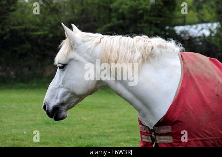 Portrait de cheval. Ce cheval blanc est généralement appelé un gris. Le cheval, Equus ferus caballus, est l'une des deux sous-espèces existantes d'Equus ferus. Banque D'Images
