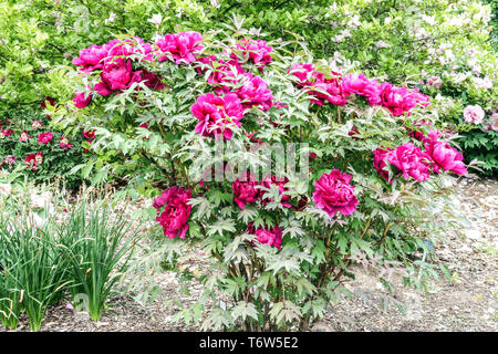Pivoines d'arbre rouge, Paeonia x suffruticosa Cardinal Vaughan, plante arbustive d'arbre de pivoine dans un jardin Banque D'Images