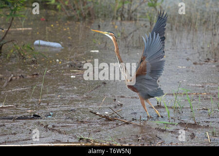 Héron pourpré (Ardea purpurea) Banque D'Images