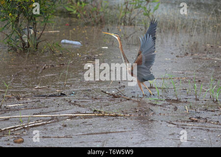 Héron pourpré (Ardea purpurea) Banque D'Images