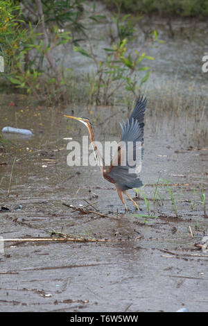 Héron pourpré (Ardea purpurea) Banque D'Images