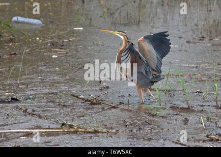 Héron pourpré (Ardea purpurea) Banque D'Images