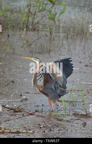 Héron pourpré (Ardea purpurea) Banque D'Images