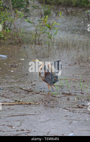 Héron pourpré (Ardea purpurea) Banque D'Images