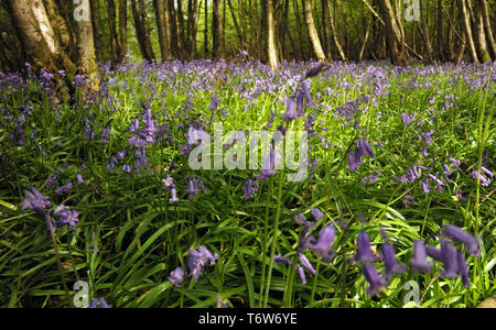 Tapis Bluebells le plancher de bois près de bataille dans l'East Sussex, Angleterre le 22 avril 2019 Banque D'Images
