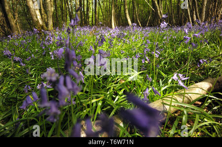 Tapis Bluebells le plancher de bois près de bataille dans l'East Sussex, Angleterre le 22 avril 2019 Banque D'Images
