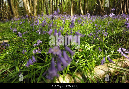 Tapis Bluebells le plancher de bois près de bataille dans l'East Sussex, Angleterre le 22 avril 2019 Banque D'Images
