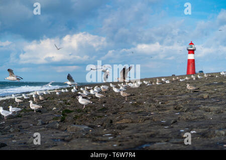 Vol de mouettes en face d'un phare Banque D'Images