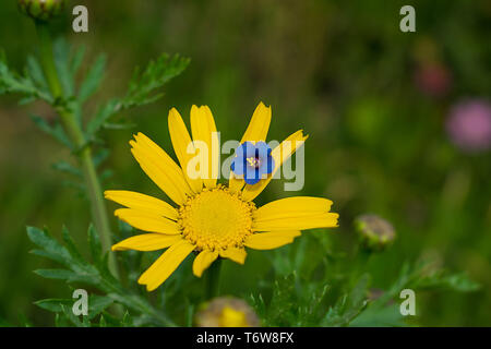 Close up of fleur bleue sur une marguerite jaune fleur dans un jardin avec arrière-plan flou. Banque D'Images