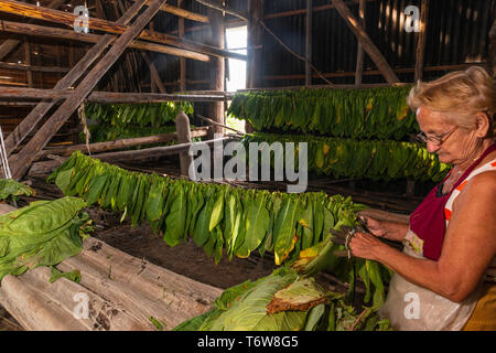 Filetage femme feuilles de tabac dans une chambre de séchage dans le village rural de San Juan y Martinez, Pinar del Rio, Cuba Banque D'Images