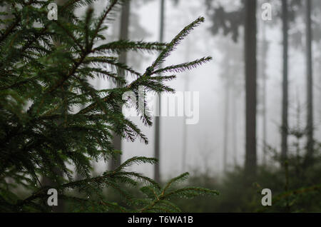 Nebel im Wald Banque D'Images