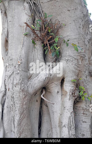 Ficus benjamina, communément connu sous le nom de Benjamin, pleurant fig fig ficus ou Banque D'Images