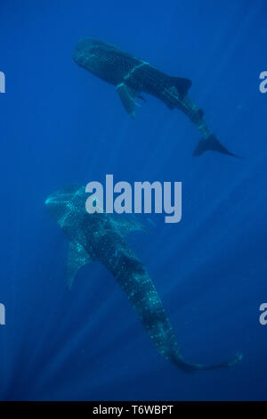 Une paire de requins baleine Rhincodon typus ( ) dans le compartiment de Honda, Puerto Princesa, Palawan, aux Philippines. Banque D'Images