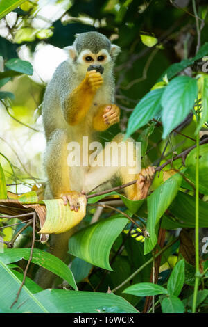 Singe-écureuil, Saimiri, Danpaati Island, la rivière, le Suriname Suriname Banque D'Images