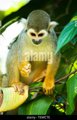 Singe-écureuil, Saimiri, Danpaati Island, la rivière, le Suriname Suriname Banque D'Images