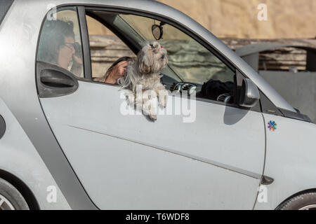 Passager en piquant. Un chien pékinois gris orné d'un arc rose sort de la fenêtre ouverte de la Smart car de la Valette, à Malte Banque D'Images