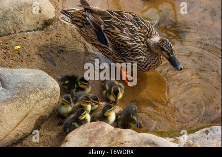 Le long du bord de la rivière Doe une mère mallard se distingue avec sa couvée de canetons Banque D'Images