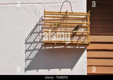 Oiseau en cage, Trinidad de Cuba, Cuba Banque D'Images