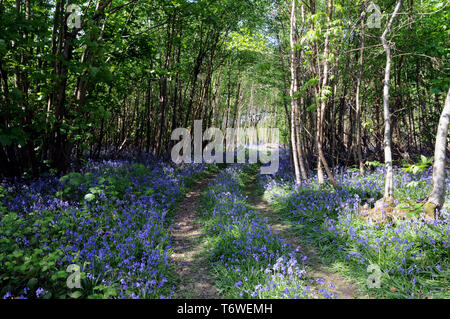 À la fin du printemps en fleurs jacinthes dans un bois de Sussex. Banque D'Images