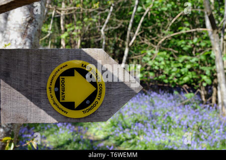 À la fin du printemps en fleurs jacinthes dans un bois de Sussex. Banque D'Images