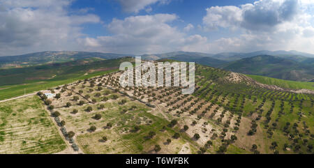 Des plantations d'oliviers sur les collines au Maroc Banque D'Images