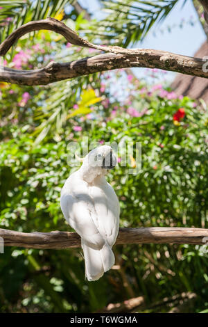 Cacatoès à huppe jaune-blanc assis dans le jardin sur une branche d'arbre Banque D'Images