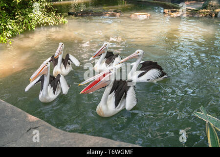 Troupeau de Pelecanus conspicillatus australienne (pélicans) dans l'étang avec becs ouverts en attente pour l'alimentation Banque D'Images